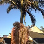 Palm med konstig parasitväxt?