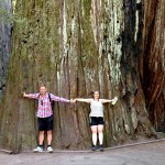 Ett av de längsta träden i världen (110.6 meter högt och 16.2 meter i omkrets)